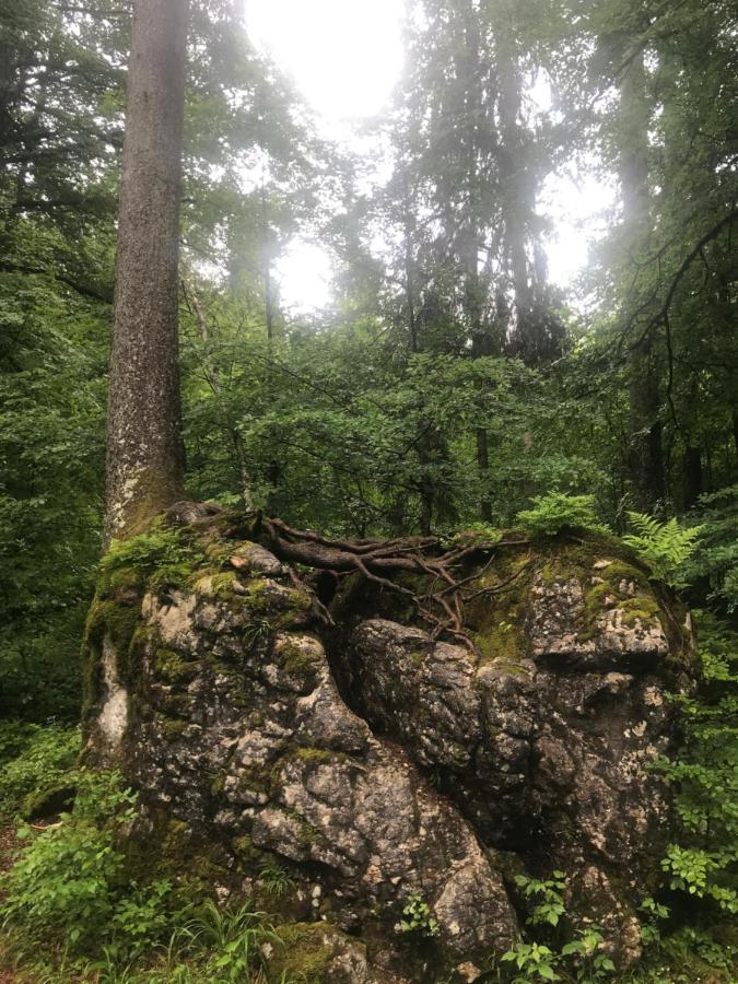 Ferienwohnung Morgentau Am Rande Der Wildnis Sibratsgfäll Екстериор снимка